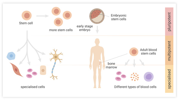Figure 1. Stem cells can be classified according to their origin and differentiation potential