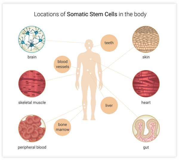 Figure 2. Adult stem cells: The main types of adult stem cells in the human body and the direction of terminal differentiation are depicted