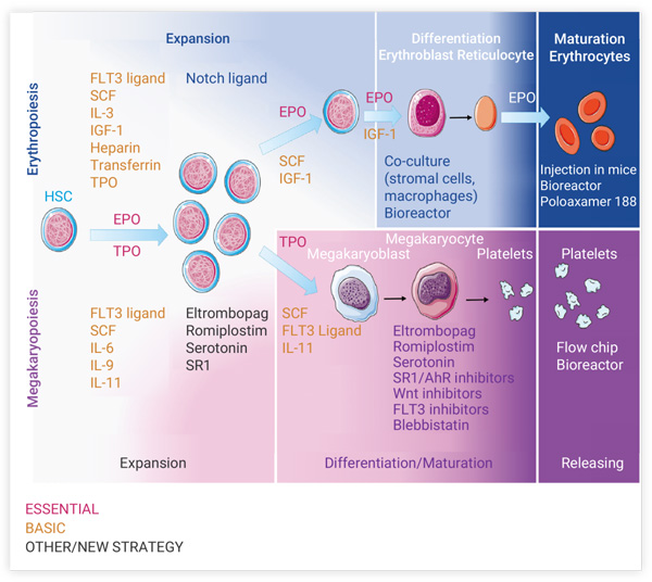 Figure 4. Soluble cytokines used to produce platelets and red blood cells in vitro
