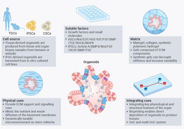 Table 1. Methods used in organoid research to assess/characterize organoid structure and function
