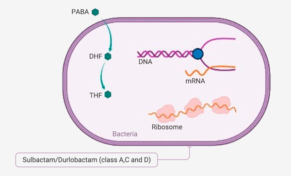 Fig 9. Antimicrobial agents for carbapenem-resistant