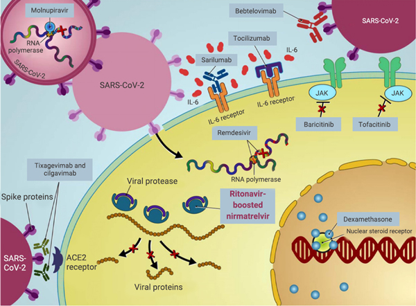 Fig 10. Therapeutic agents to prevent and treat COVID-19