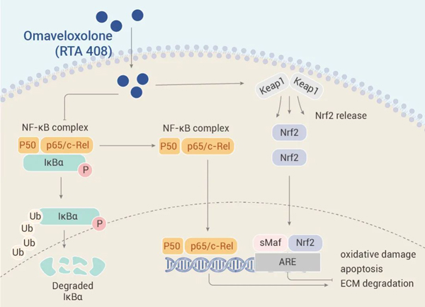 Fig 5. The mechanism of Omaveloxolone.