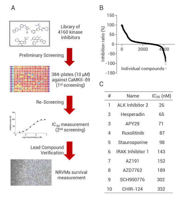 Fig 5. Screening process of CaMKIl-δ inhibitors
