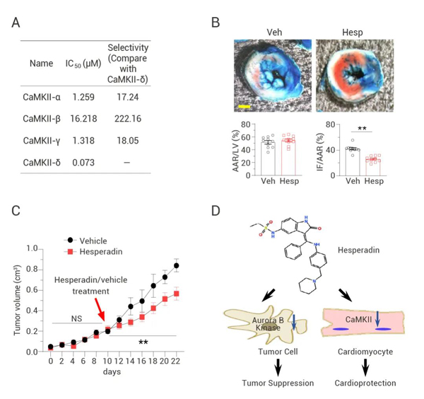 Fig 6. Experimental verification of Hesperadin, an Aurora B kinase inhibitor with anti-tumor activity