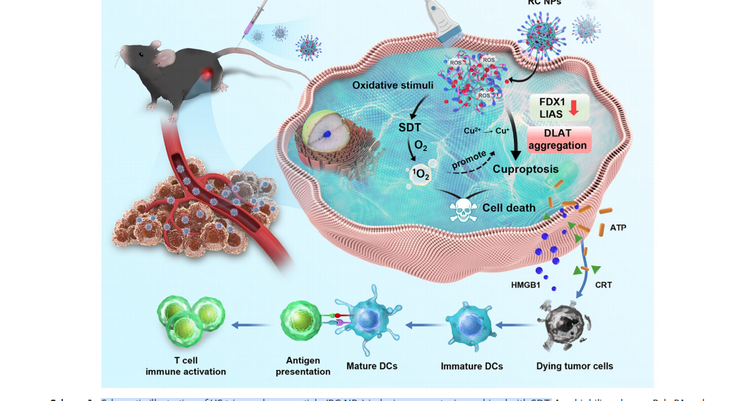 Ultrasound-Triggered Cuproptosis: A Novel Strategy for Targeted Cancer Therapy 