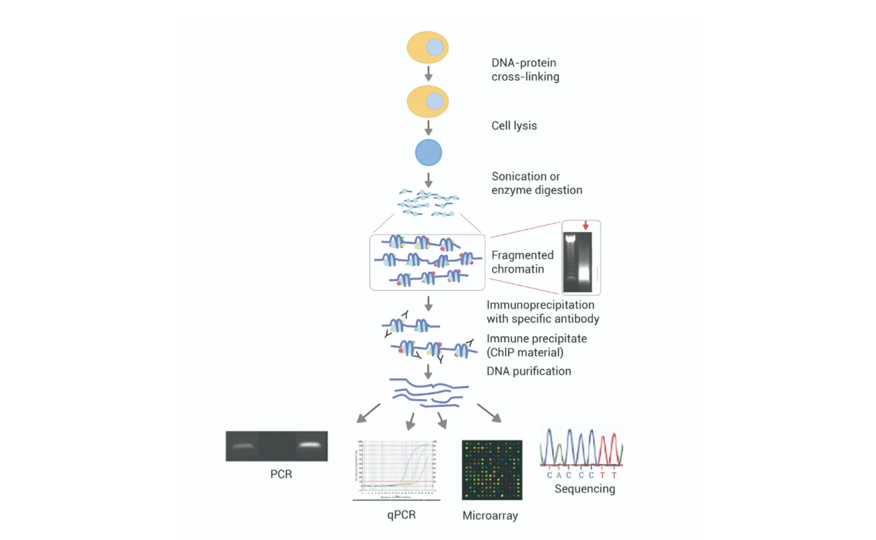 Chromatin Immunoprecipitation (ChIP) Demystified: A Complete Guide to Epigenetic Analysis