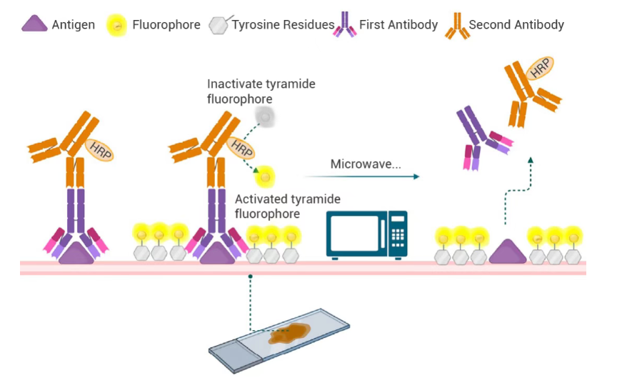 Experimental Operations | mIHC Experimental Procedures + Common Issues (Detailed Version) 