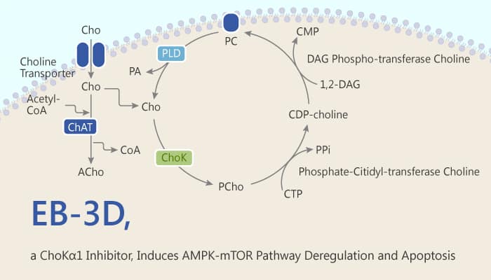 EB-3D, a ChoKα1 Inhibitor, Induces AMPK-mTOR Pathway Deregulation and Apoptosis