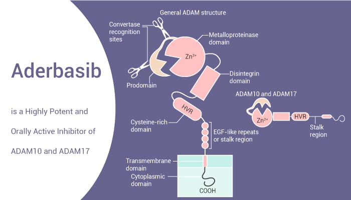 Aderbasib is a Highly Potent and Orally Active Inhibitor of ADAM10 and ADAM17