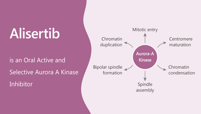 Alisertib is an Oral Active and Selective Aurora A Kinase Inhibitor