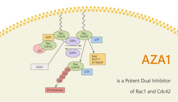 AZA1 is a Potent Dual Inhibitor of Rac1 and Cdc42