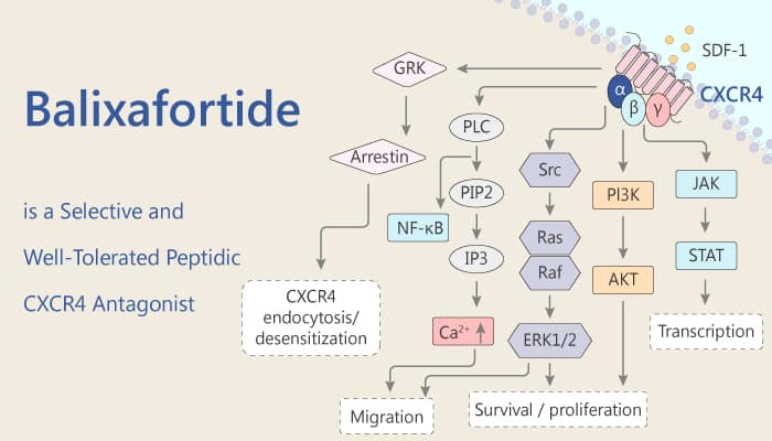 Balixafortide is a Selective and Well-Tolerated Peptidic CXCR4 Antagonist