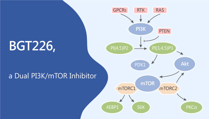 BGT226 is a Dual PI3K/mTOR Inhibitor