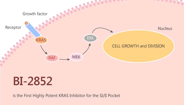 BI-2852 is the First Highly Potent KRAS Inhibitor for the SI/II Pocket