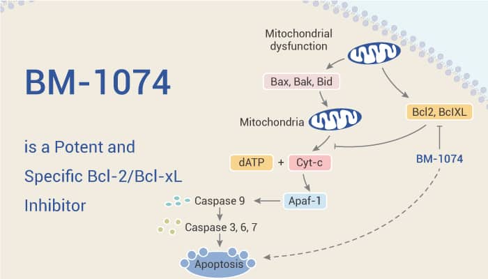BM-1074 is a Potent and Specific Bcl-2/Bcl-xL Inhibitor