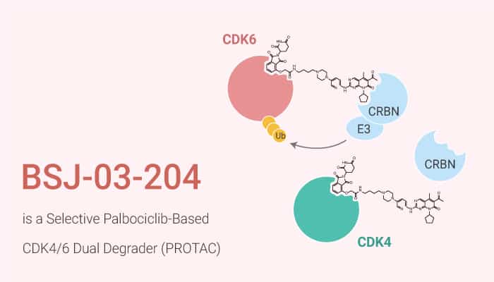 BSJ-03-204 is a Selective Palbociclib-Based CDK4/6 Dual Degrader (PROTAC)