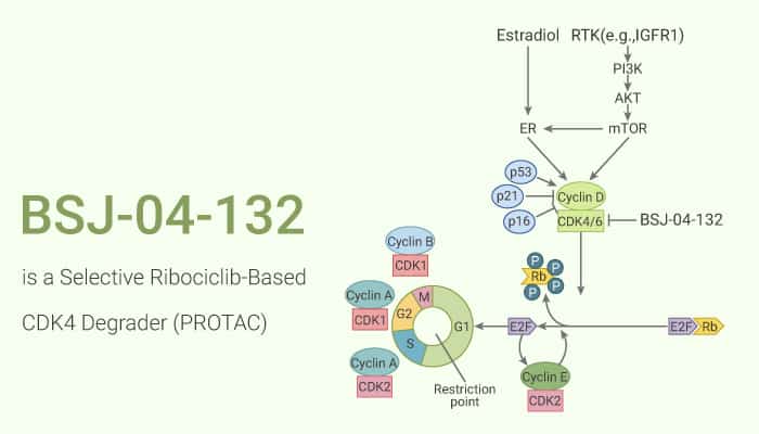 BSJ-04-132 is a Selective Ribociclib-Based CDK4 Degrader (PROTAC)