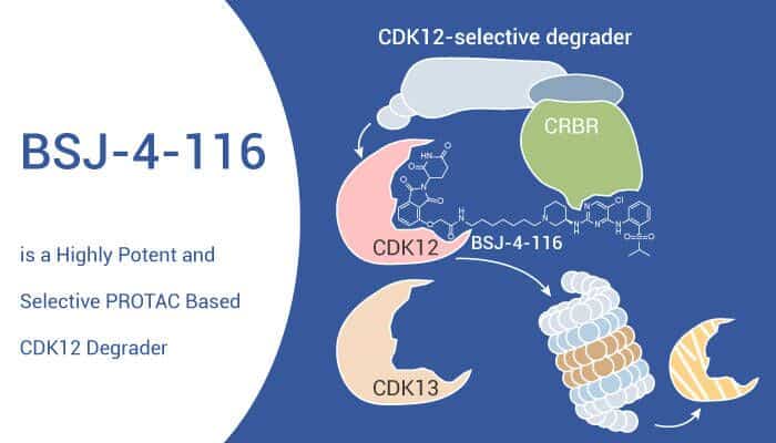 BSJ-4-116 is a Highly Potent and Selective PROTAC Based CDK12 Degrader