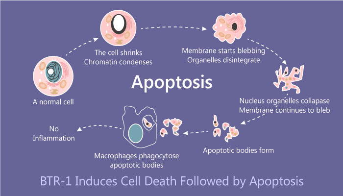 BTR-1 Induces Cell Growth Inhibition Followed by Apoptosis