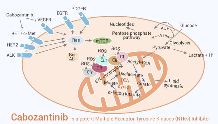 Cabozantinib is a potent Multiple Receptor Tyrosine Kinases (RTKs) Inhibitor