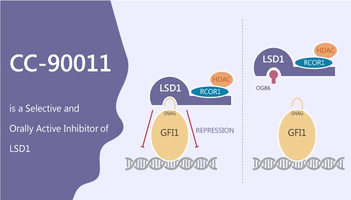CC-90011 is a Selective and Orally Active Inhibitor of LSD1