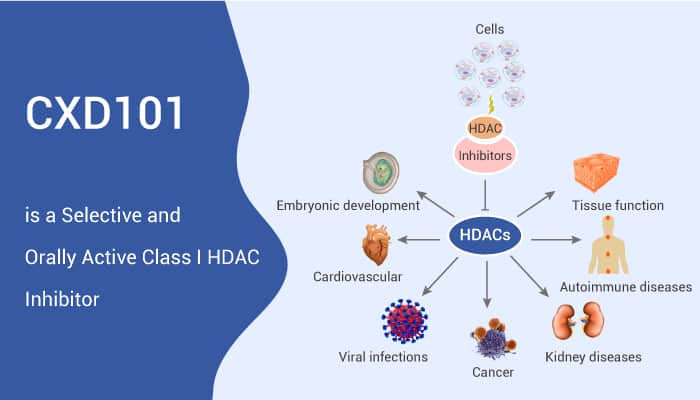 CXD101 is a Selective and Orally Active Class I HDAC Inhibitor