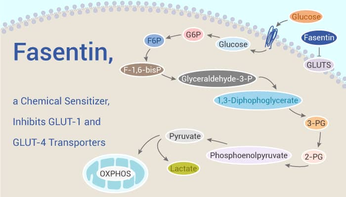 Fasentin, a Chemical Sensitizer, Inhibits GLUT-1 and GLUT-4 Transporters