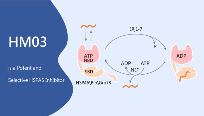 HM03 is a Potent and Selective HSPA5 Inhibitor
