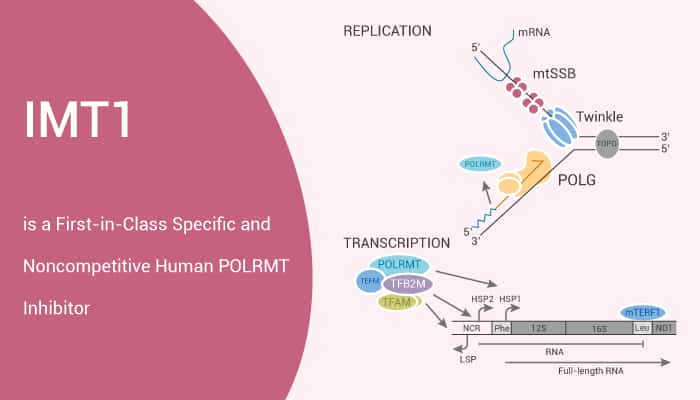 IMT1 is a First-in-Class Specific and Noncompetitive Human POLRMT Inhibitor