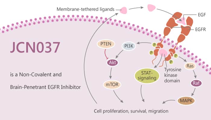 JCN037 is a Non-Covalent and Brain-Penetrant EGFR Inhibitor
