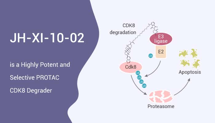 JH-XI-10-02 is a Highly Potent and Selective PROTAC CDK8 Degrader
