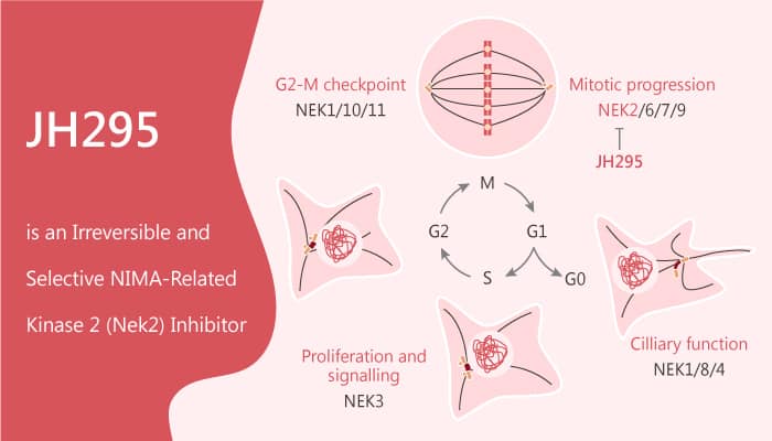 JH295 is an Irreversible and Selective NIMA-Related Kinase 2 (Nek2) Inhibitor