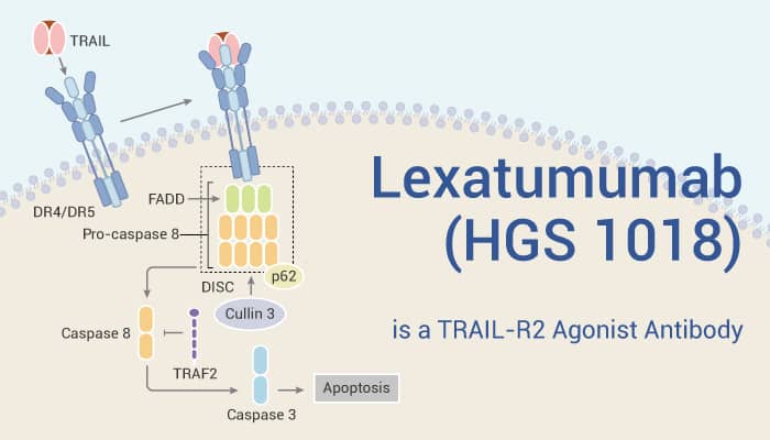 Lexatumumab (HGS 1018) is a TRAIL-R2 Agonist Antibody