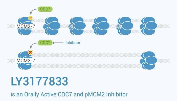 LY3177833 is an Orally Active CDC7 and pMCM2 Inhibitor