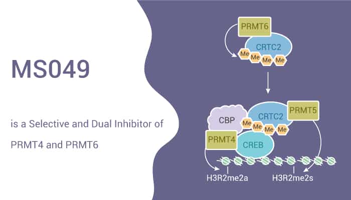MS049 is a Selective and Dual Inhibitor of PRMT4 and PRMT6