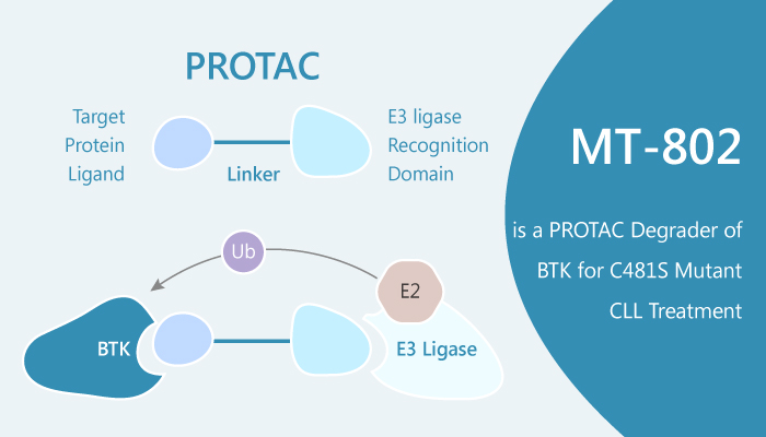 MT-802 is a PROTAC Degrader of BTK for C481S Mutant CLL Treatment
