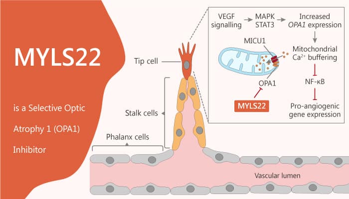 MYLS22 is a Selective Optic Atrophy 1 (OPA1) Inhibitor