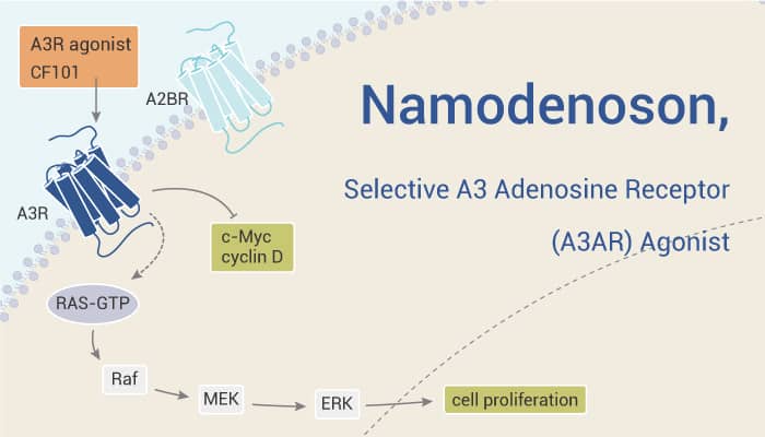 Namodenoson (CF-102) is a Selective A3 Adenosine Receptor (A3AR) Agonist