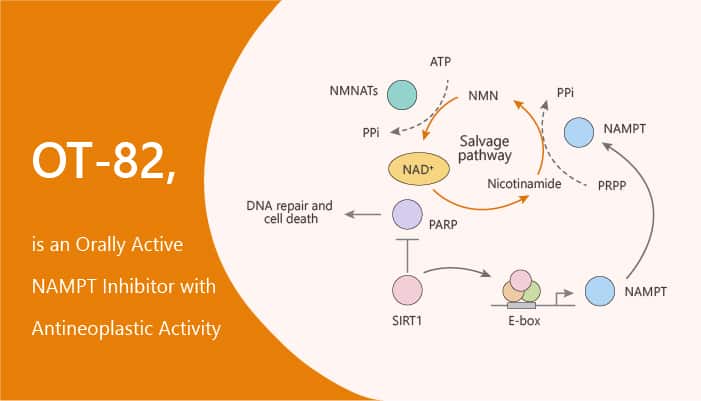 OT-82 is an Orally Active NAMPT Inhibitor with Antineoplastic Activity