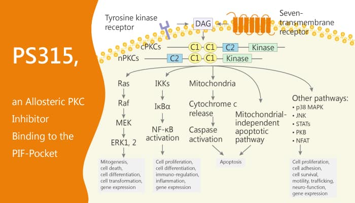 PS315, an Allosteric PKC Inhibitor Binding to the PIF-Pocket