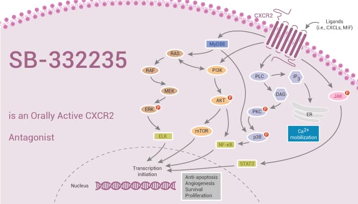 SB-332235 is an Orally Active CXCR2 Antagonist