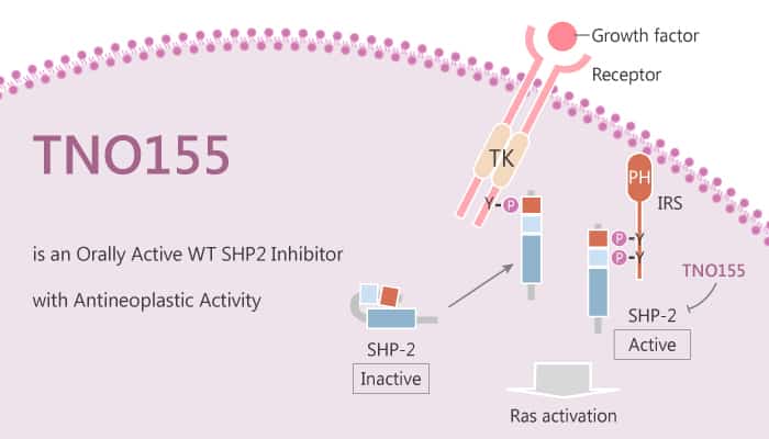 TNO155 is an Orally Active WT SHP2 Inhibitor with Antineoplastic Activity
