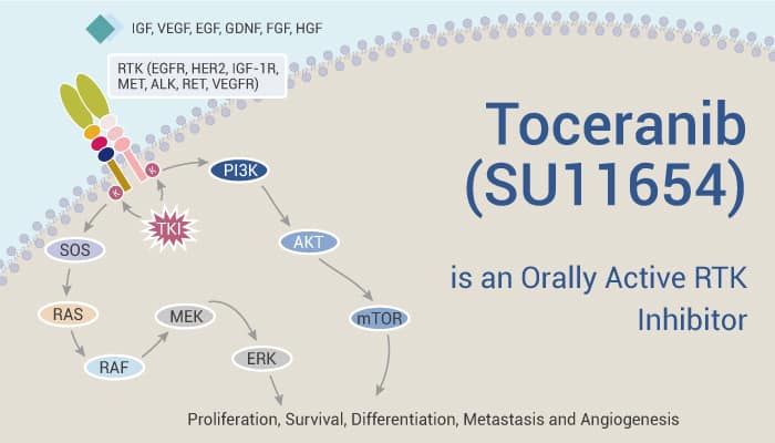 Toceranib is An Orally Active Inhibitor of Receptor Tyrosine Kinase (RTK)