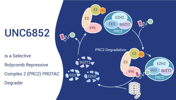 UNC6852 is a Selective Rolycomb Repressive Complex 2 (PRC2) PROTAC Degrader