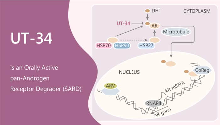 UT-34 is an Orally Active pan-Androgen Receptor Degrader (SARD)