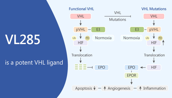VL285, is a Potent VHL Ligand