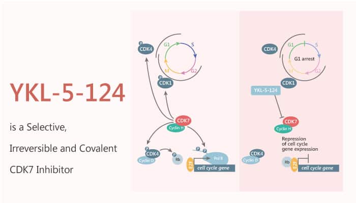 YKL-5-124 is a Selective, Irreversible and Covalent CDK7 Inhibitor