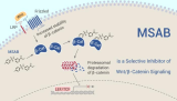 MSAB is a Selective Inhibitor of Wnt/β-Catenin Signaling