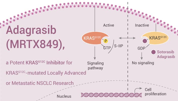 Adagrasib (MRTX849), a Potent KRAS G12C Inhibitor for KRAS G12C-mutated Locally Advanced or Metastatic NSCLC Research